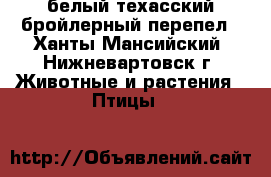 белый техасский бройлерный перепел - Ханты-Мансийский, Нижневартовск г. Животные и растения » Птицы   